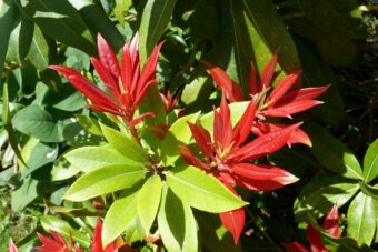 Pieris make a wonderful container shrub