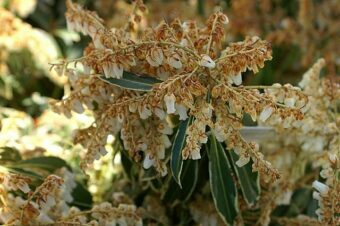 Pieris japonica 'Flaming Silver'