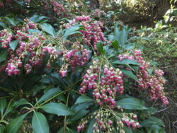 Pieris japonica 'Valley Valentine'