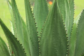 Agaves are great as a feature plant in the container garden