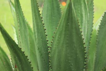 Growing Agaves in Containers- growing this Beautiful Succulent