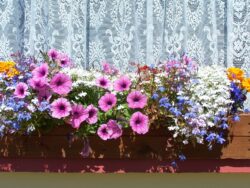 You can create colourful window box