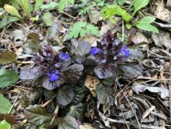 Ajuga reptans 'Black Scallop