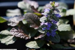 Ajuga reptans 'Bronze Beauty'