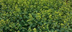 Alchemilla produce beautiful flowers