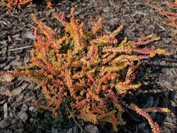 Calluna 'Robert Chapman'