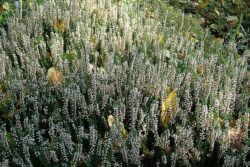 Calluna vulgaris 'Spring Cream'