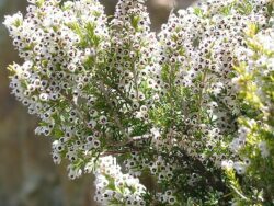 Erica arborea