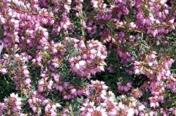 Erica x darleyensis