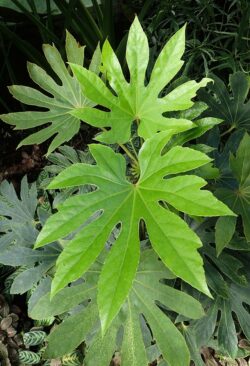 Fatsia japonica 'Spider's Web'