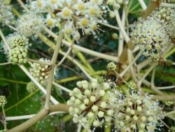 Fatsia japonica flowers