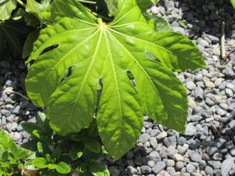 Fatsia japonica are great feature plants in containers
