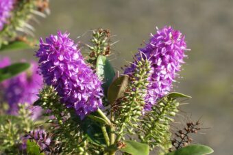 How to Grow Hebes in Containers- Growing this Beautiful Shrub