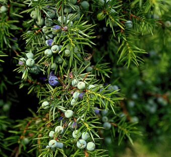 Junipers make great feature plants in containers