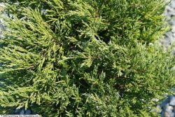 Juniperus 'Andorra Compacta'