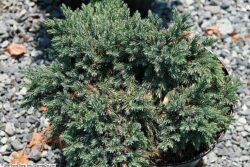 Juniperus 'Blue Star'