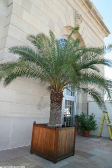 Phoenix canariensis in container