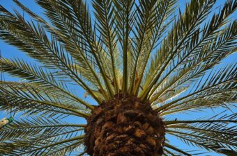 Growing a Phoenix Palm in a Container-Growing this Exotic Beauty