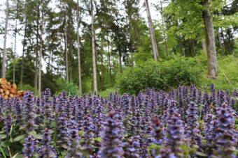 Ajuga reptans are colourful container plants