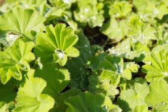 How to Grow Alchemilla Mollis in Containers-Growing this Colourful Plant