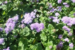 Ageratum houstonianum.