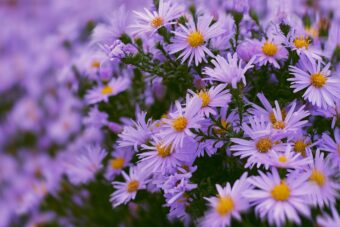 Aster make great autumn container plants