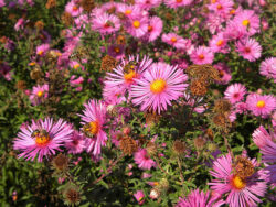 Aster novae-angliae