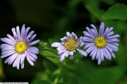 Aster x frikartii 'Monch'