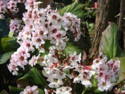 Bergenia 'Silberlicht'