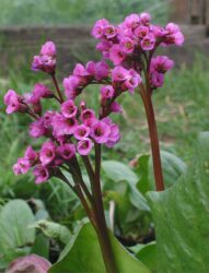 Bergenia cordifolia 'Purpurea'