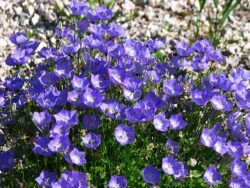 Campanula carpatica