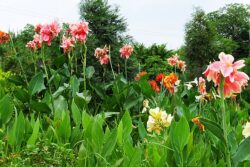 Canna Lily 'Panoramio'