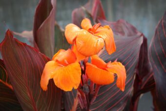 Canna lily make wonderful container specimen plants
