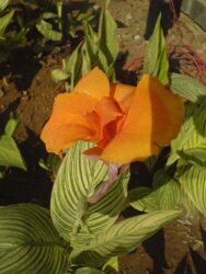 Canna x generalis