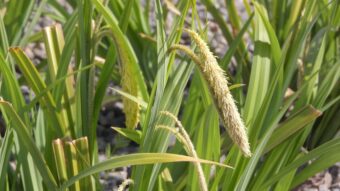 Carex make attractive plants in containers