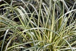 Carex oshimensis