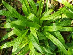 Carex plantaginea