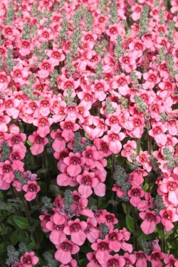 Diascia 'Daydream'