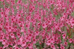 Diascia fetcaniensis