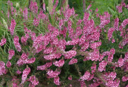 Diascia rigescens