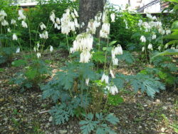 Dicentra formosa