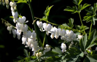 Growing Dicentra (Lamprocaphos -Bleeding Hearts)) in Containers- Growing this Heart-Shaped Perennial