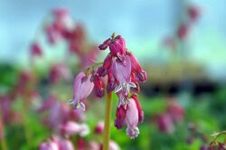 Dicentra formosa 'Luxuriant'