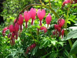 Dicentra spectabilis