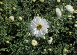 Symphyotrichum novi-belgii