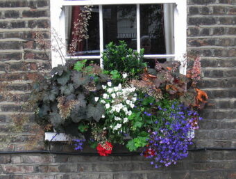 Creating a Versatile window box can give all season colour