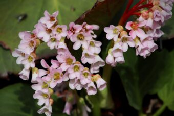 Bergenias make wonderful colourful plants in containers