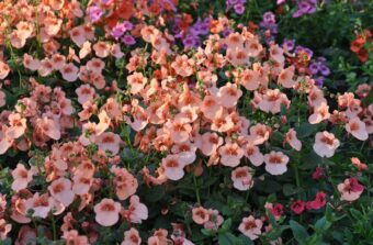 Growing Diascias in Containers- Growing this Trailing Perennial of Twinspur