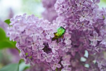 Lilacs make an ideal shrub in containers