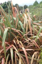 Phormium 'Jester'